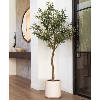 5FT OLIVE TREE .1441716